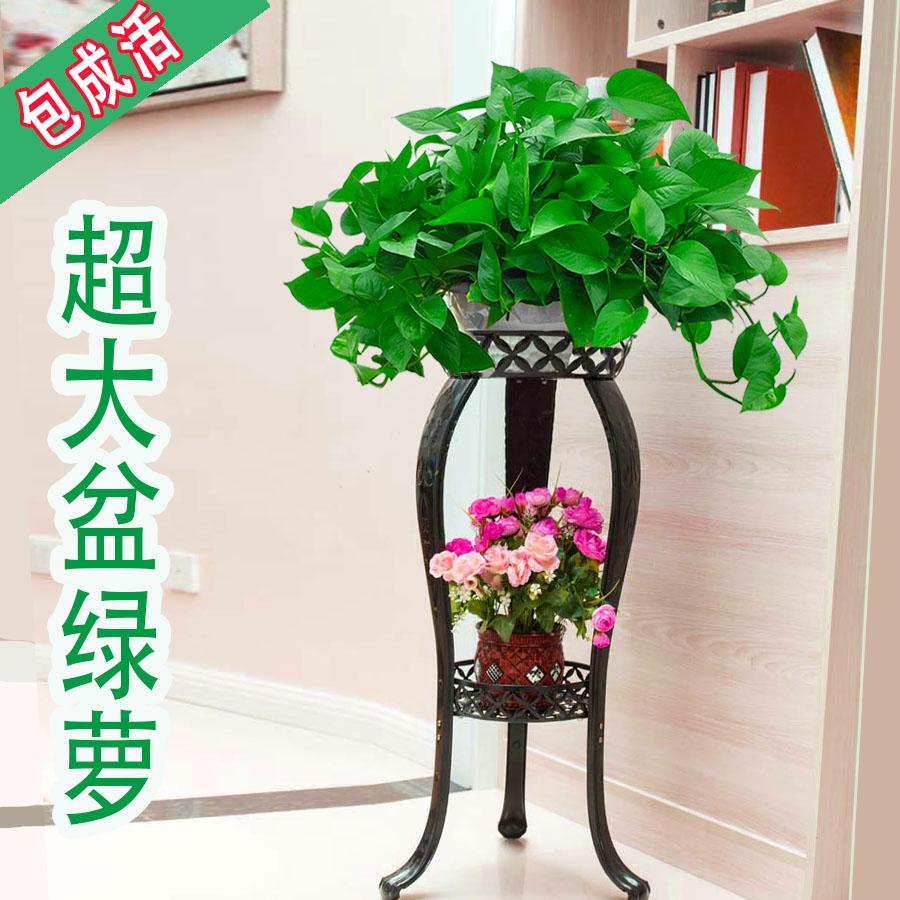 大绿萝空调摆放吸水盆水培绿植