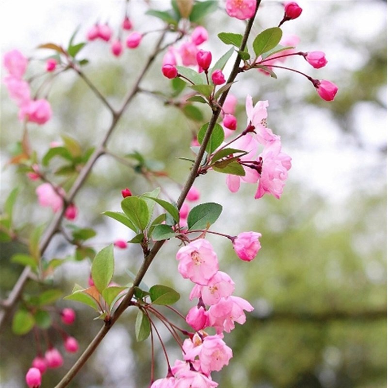 垂丝海棠花树苗盆栽带花苞原盆原土发货好养当年开花庭院