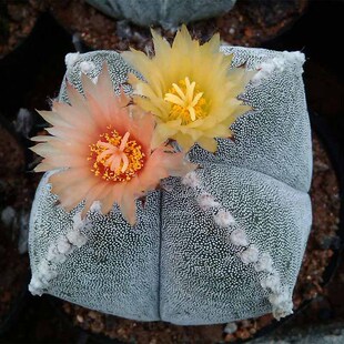 【三只蝴蝶-仙人球四角鸾凤玉】会开花多肉植物随机发货花色落地