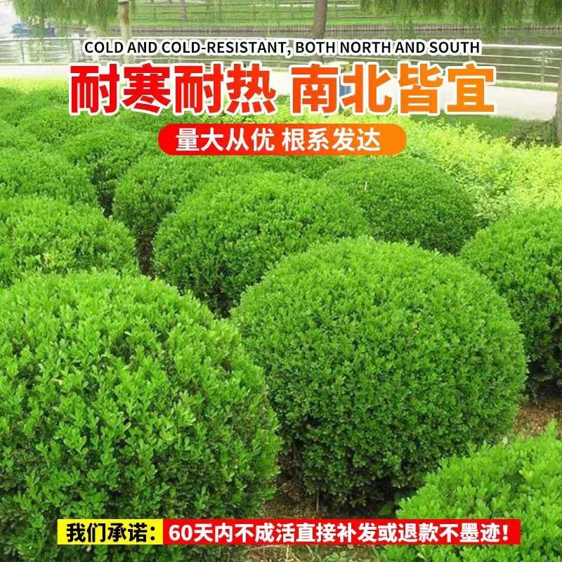 亮晶女贞球棒棒糖造型盆栽树苗小叶女贞高杆四季长青花镜耐寒植物
