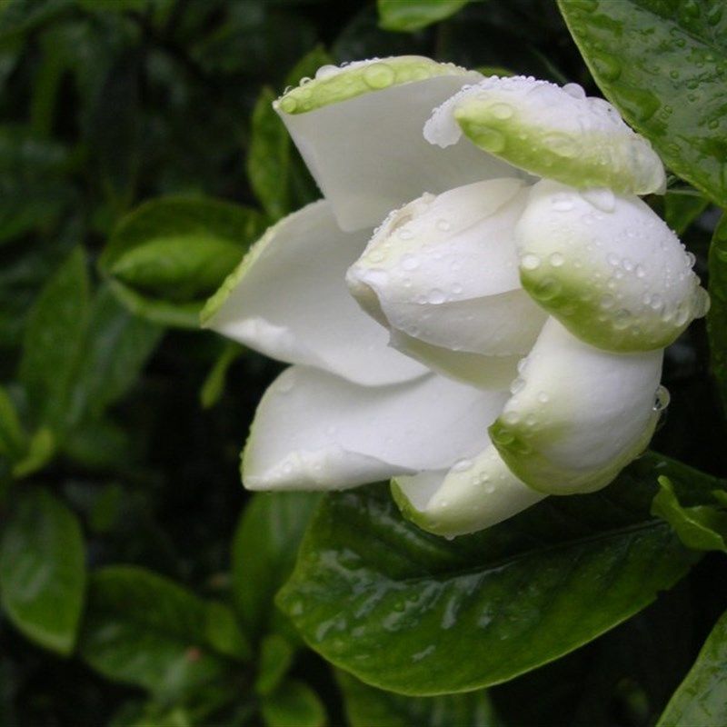 包邮重瓣牡丹栀子花四季常绿阳台芳香盆栽绿植荷花栀子花带花苞发