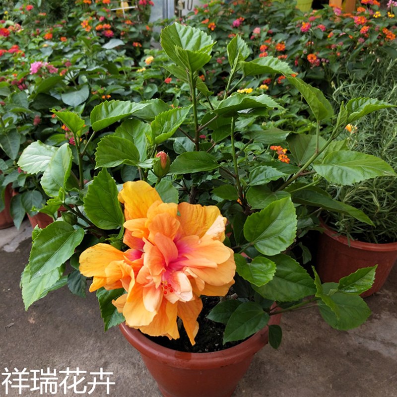 耐晒耐热庭院阳台花卉绿植玫红色重瓣朱槿芙蓉花佛堇扶桑带花包邮