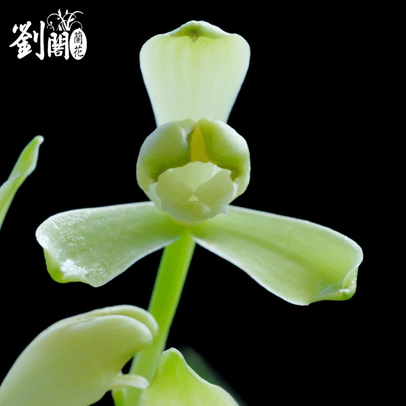 刘阁兰花苗 建兰梅型素心水仙瓣铁骨素梅 夏带花苞出售观花卉绿植