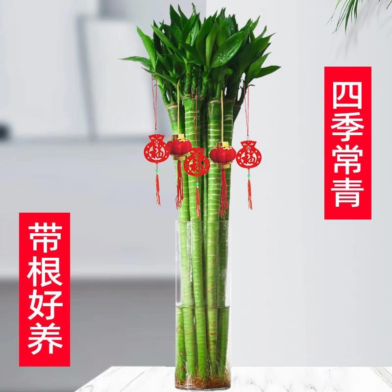 带根文昌竹富贵竹龙竹水养植物观音竹桌面室内客厅盆栽水培绿植