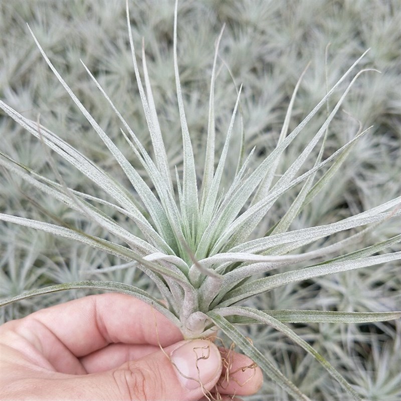 不梨不弃空气凤梨 棉花糖 办公室内垂吊花卉悬挂无土植物盆栽绿植