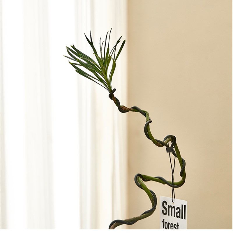 乐可植物 造型罗汉松盆栽树苗客厅茶几桌面摆件办公室网红诧寂风