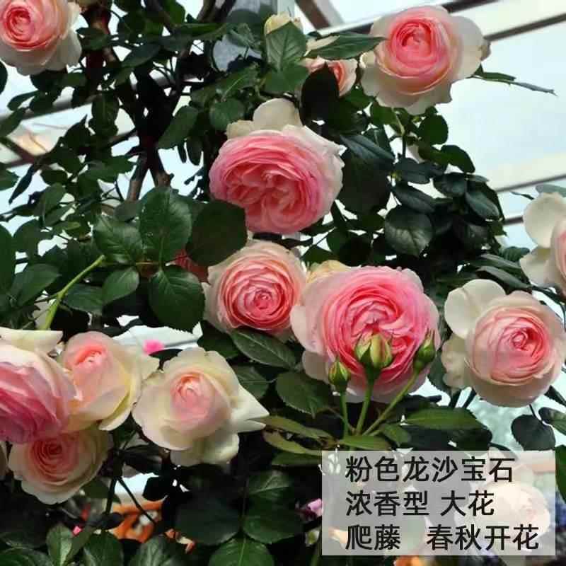 蔷薇花苗藤本月季大花浓香庭院爬藤植物花卉盆栽阳台玫瑰爬墙四季