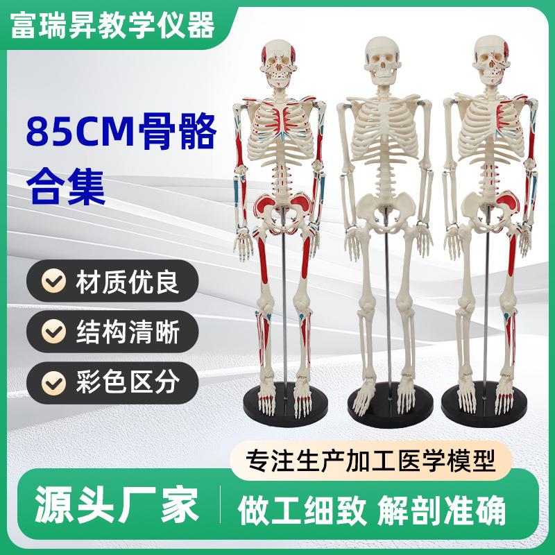 85CM骨骼合集人体器官骨骼模型套装中小学生DIY组装儿童益智玩具