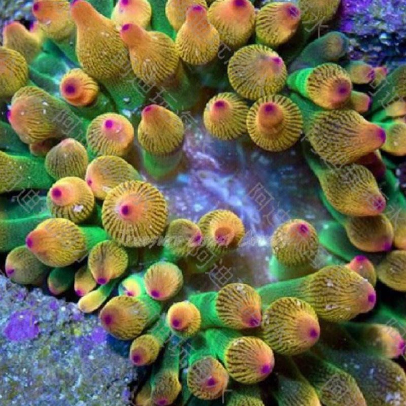 奶嘴海葵海水养殖小丑鱼共生海葵海缸软体珊瑚绿奶嘴海葵紫点海葵
