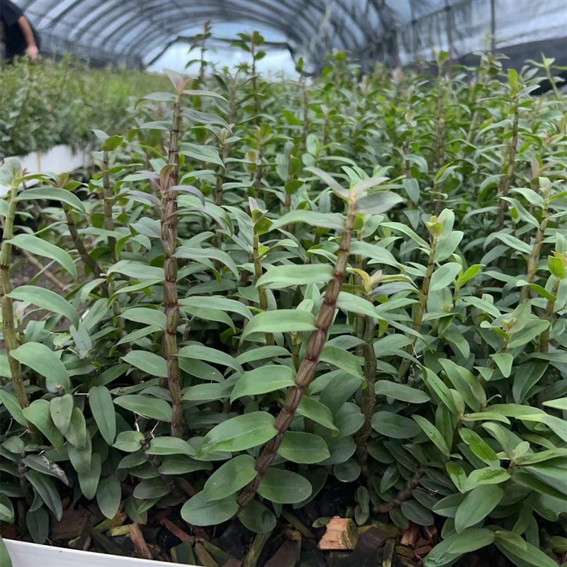 铁皮石斛苗开花植物可食用室内室外盆景绿植花卉带花盆鲜花园艺草