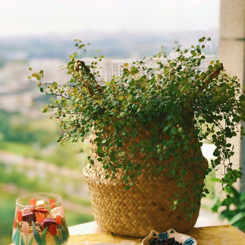 千叶吊兰盆栽 婚纱吊兰 吸甲醛净化空气室内客厅常青长藤观叶植物,鲜花速递/花卉仿真/绿植园艺,绿植,淘宝优惠券,粉丝福利购,淘宝优惠卷