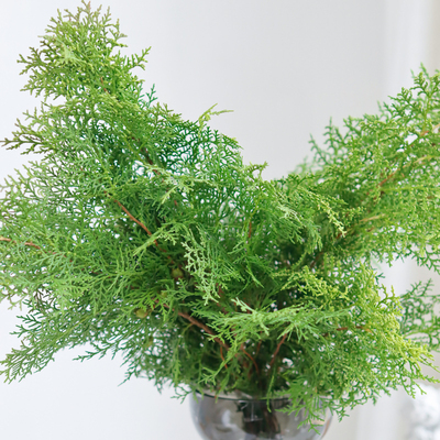 新鲜侧柏枝鲜切松枝云南直发室内装饰水培绿植柏树插花真松扁柏叶