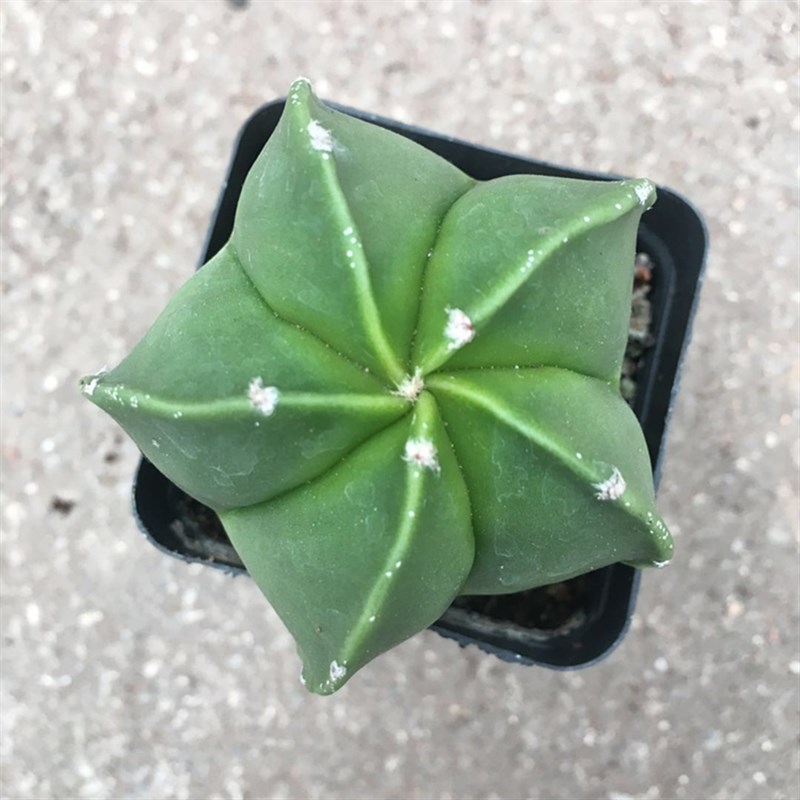 仙人球实生银砂五角鸾凤玉琉璃多肉植物好养会开花美观可爱盆栽