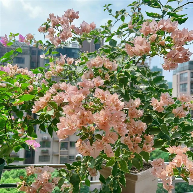 马斯原生三角梅凤凰稀有品种佩拉克高飘花四季开花爬藤绿植勤花