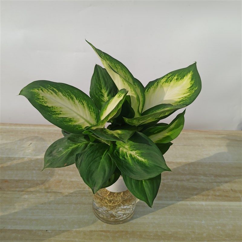 水培玛丽安万年青花卉绿植盆栽室内植物好养桌面净化空气,鲜花速递/花卉仿真/绿植园艺,绿植,淘宝优惠券,粉丝福利购,淘宝优惠卷