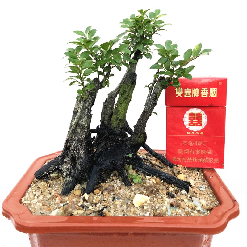 岭南盆景小叶紫檀树桩室内客厅树苗盆栽绿植物耐寒四季常青黑骨茶