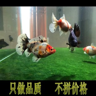 布里斯托金鱼英国草金淡水鱼冷水草种鱼水族宠物观赏鱼