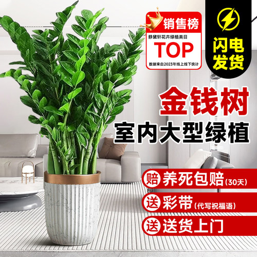 金钱树盆栽客厅大发财树办公室落地摆件旺宅大型绿植圆叶摇钱串子