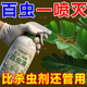 百虫清植物蔬菜通用花卉绿植除虫剂壳虫红蜘蛛多肉月季 驱花蚜虫蚧