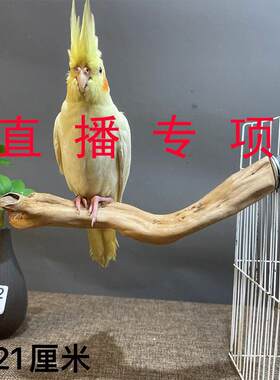 (一物一拍直播）根艺野趣实木鹦鹉站架玄凤解闷爬架游乐园鸟用品