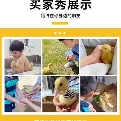鸭种蛋新鲜白羽网红宠物鸭柯尔可达受精种蛋可孵化小黄鸭出壳率高