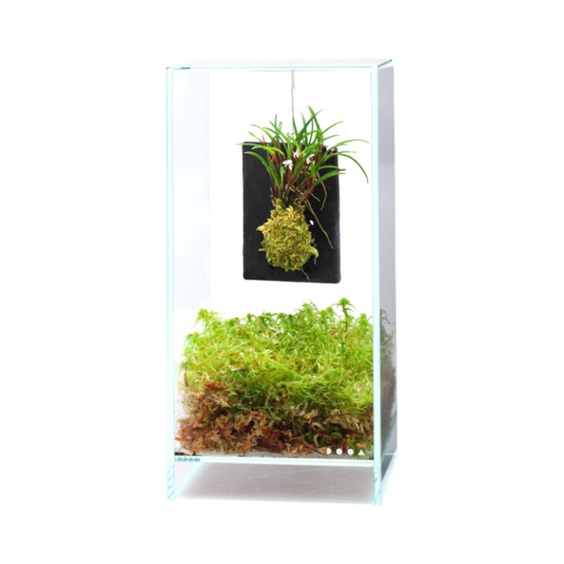 DOOA 水陆板状底基 兰花苔藓鹿角蕨附生植物挂板 微景观 墙面景观