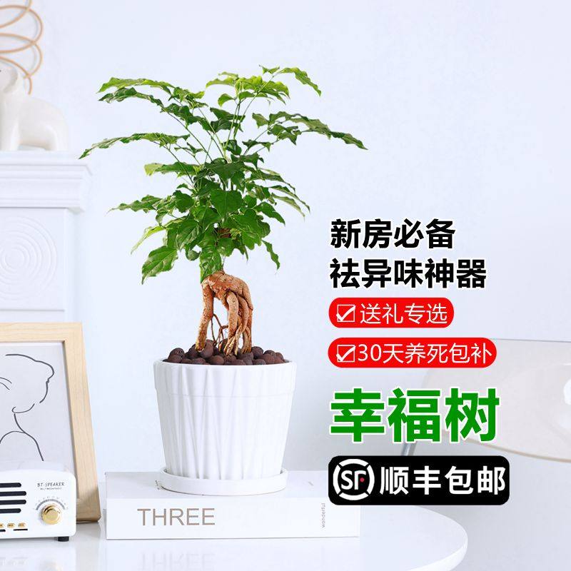提根幸福树盆栽造型绿宝盆景室内办公室桌面观叶植物四季常青绿植