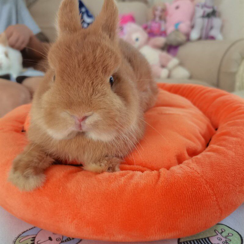 家养双血统侏儒兔