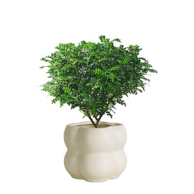 清香木盆栽室内驱蚊草植物胡椒叶子办公室花卉盆景小绿植净化空气