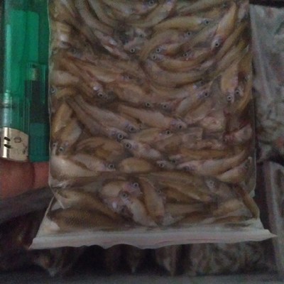 各种尺寸新鲜冰冻小鱼仔麦穗旁皮食蚊鱼等约50克小袋分装喂食方便
