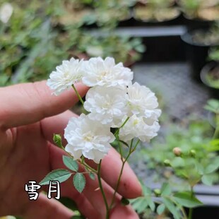 待雪草/雪月 超级微型月季花开不断花量大  阳台花园盆栽