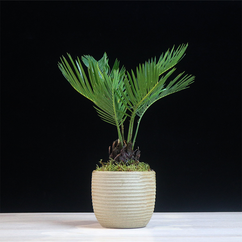 铁树盆景茶台桌面精品小绿植摆件室内办公室植物苏铁微型盆栽好养