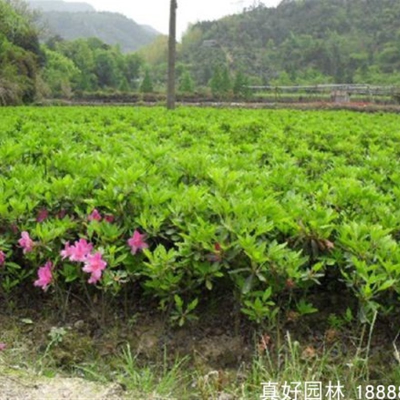 毛杜鹃春鹃花期长室内庭院种植绿化苗木盆栽杜鹃树苗杜鹃小苗春鹃