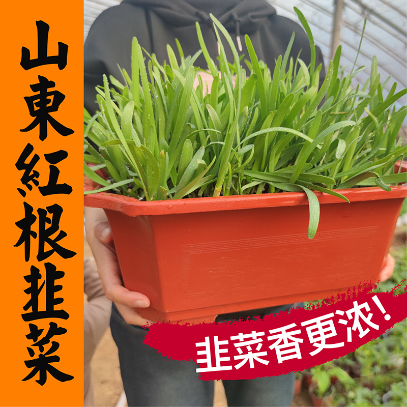 韭菜根苗新鲜当季现挖现发种根种籽孑宽叶紫根阳台四季种蔬菜盆栽