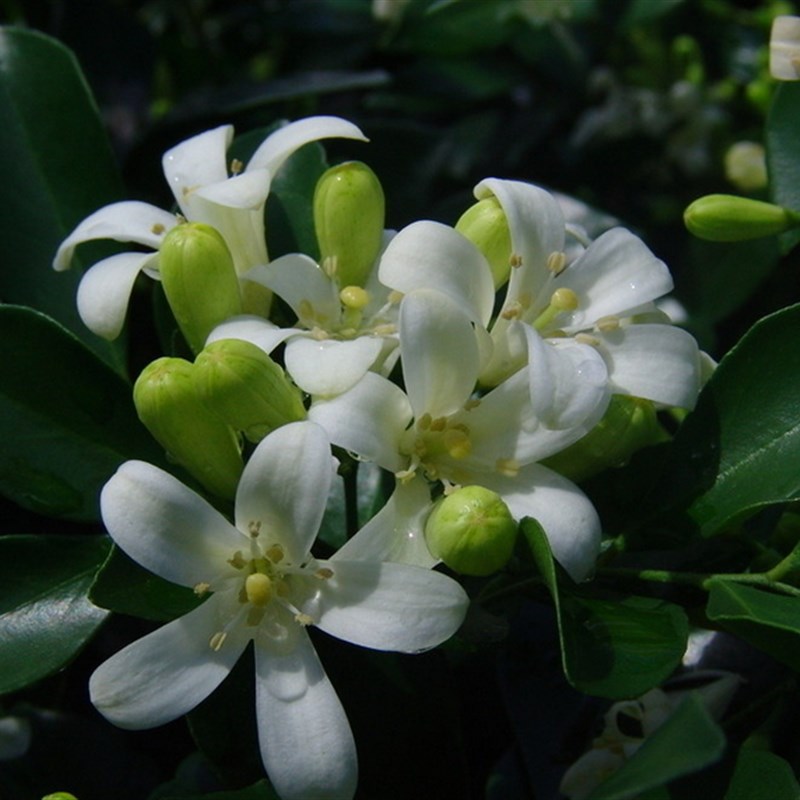 九里香盆景树桩 开花香味十里香七里香悬崖提根阳台庭院熟桩