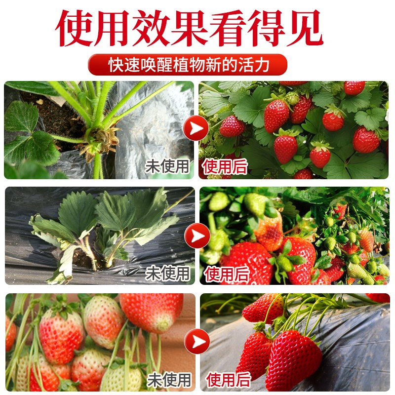 草莓专用营养液免稀释盆栽肥料专用肥结果叶面肥水溶肥液体肥