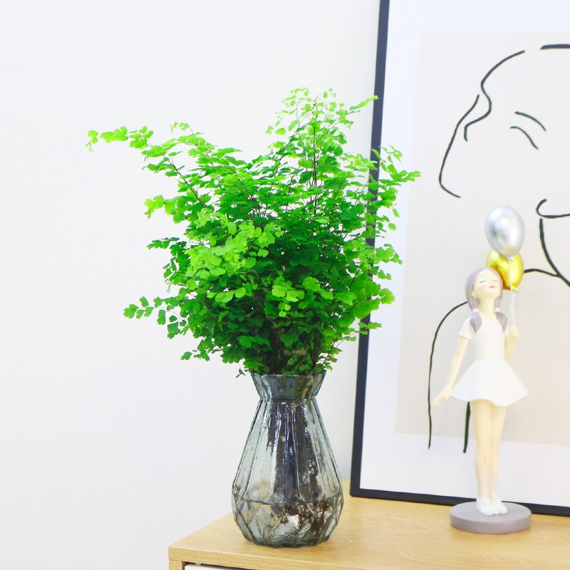 水培植物铁线蕨盆栽室内耐阴净化空气铁丝草客厅花卉四季好养绿植