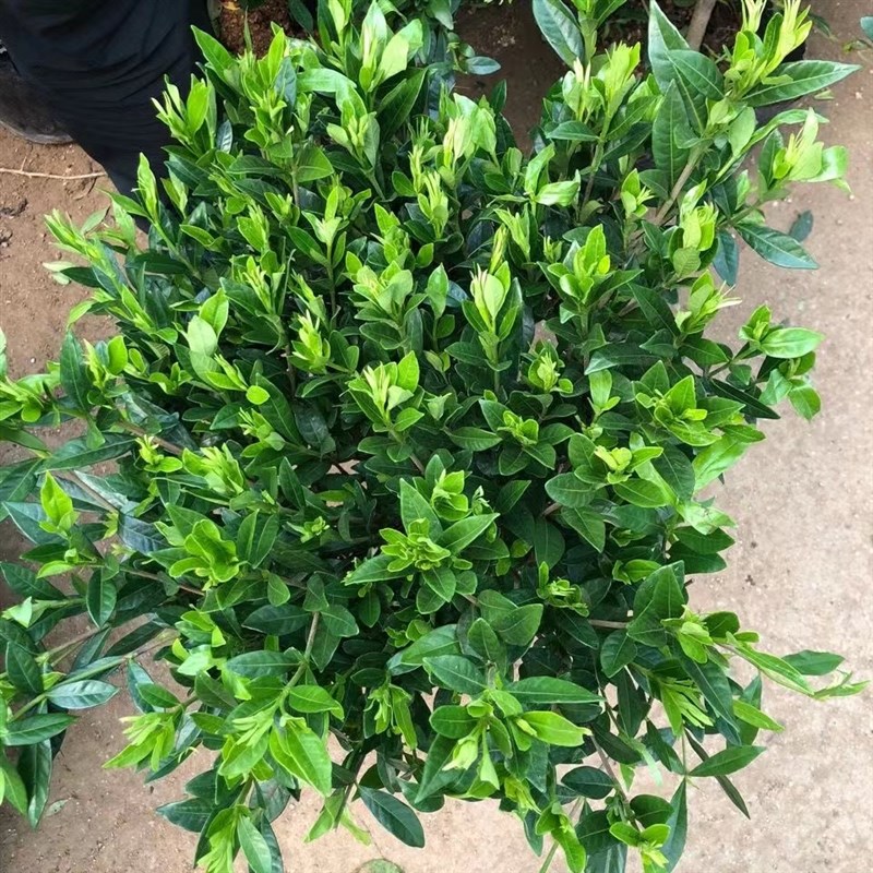 小叶栀子花独杆盆栽四季植物室内好养带花苞桌面阳台开花清香绿植