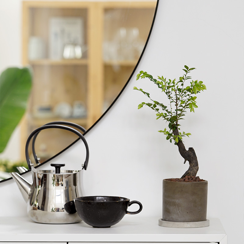 黑古茶小叶紫檀室内办公室植物桌面盆栽耐阴植物形态各异易养护