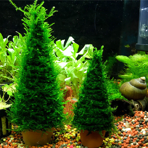 莫斯树圣诞树森林鱼缸草缸水族造景树圣诞节礼物中后景阴性草moss