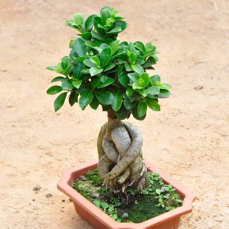耐阴花木绿植榕树室内桌面小榕树发财树花卉人参榕大型盆景带盆栽