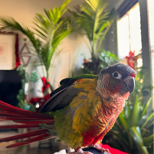 手养五彩斑斓小太阳鹦鹉活体幼鸟黄边凤梨肉桂绿颊亲人小宠物鸟类