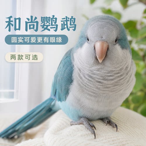 小鹦往前冲和尚鹦鹉会学说话小鸟