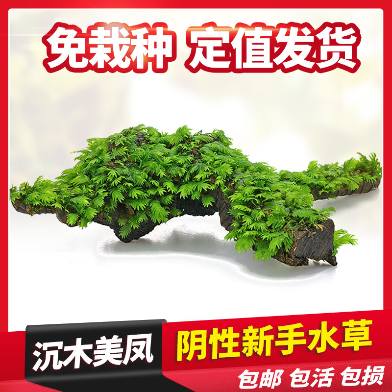 鱼缸懒人水草活体植物水榕沉木莫斯真阴性水族箱造景三角美凤