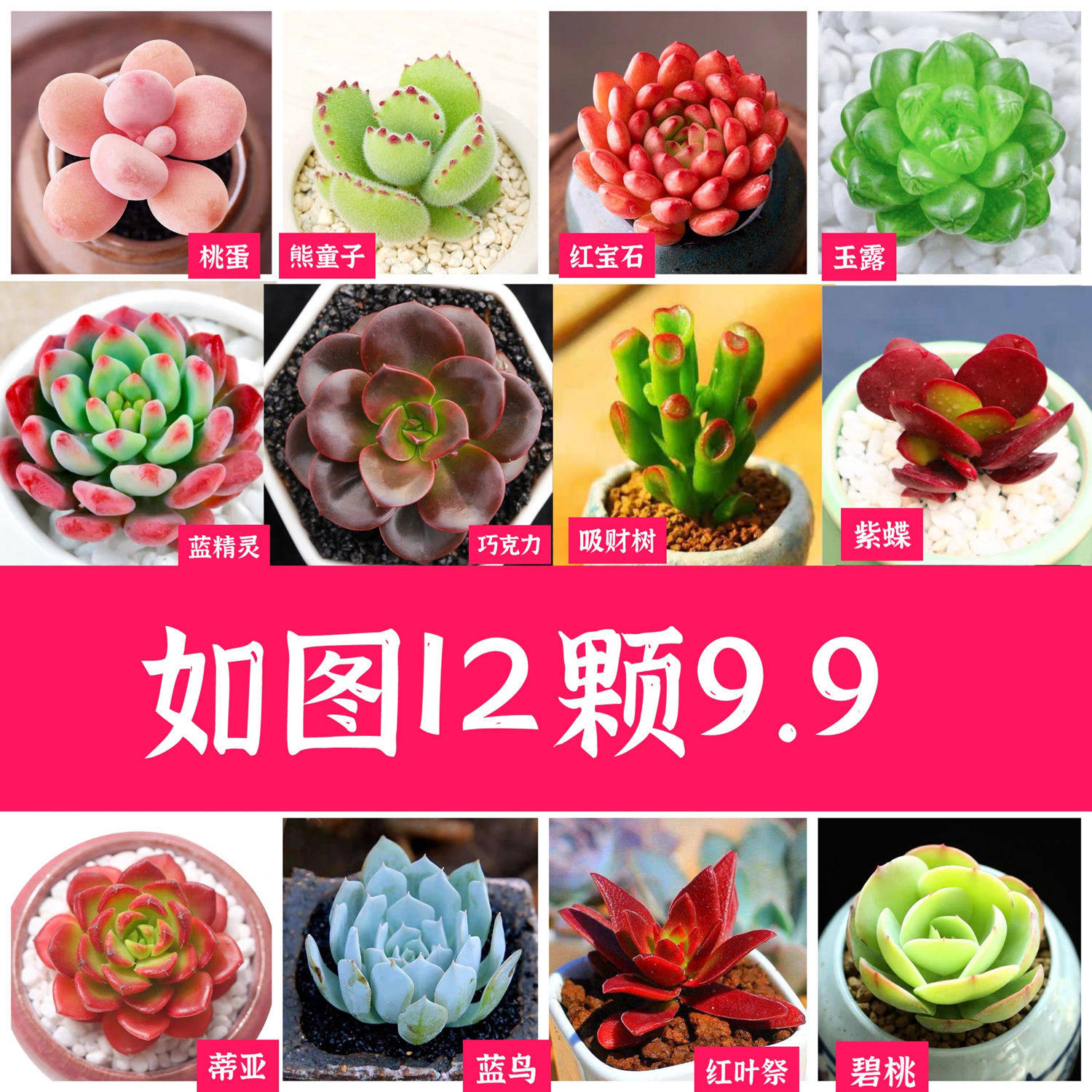 多肉植物精组合盆栽绿植花卉桃蛋玉露熊童子红宝石老桩带盆
