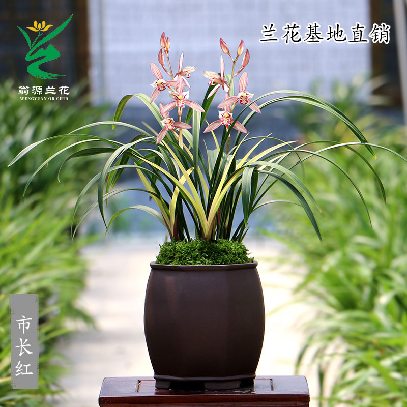 翁源兰花建兰铭市长红带先明艺草带花好养室内阳台花卉绿植盆栽