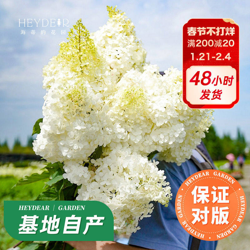 海蒂的花园旗舰店圆锥绣球花卉盆栽石灰灯庭院绿植耐寒耐热植,鲜花速递/花卉仿真/绿植园艺,绣球/木绣球/木本植物,淘宝优惠券,粉丝福利购,淘宝优惠卷