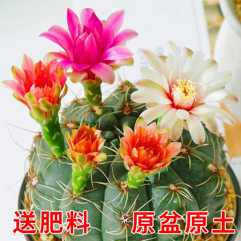 绯花玉仙人球盆栽四季开花好活净化空气吸甲醛桌摆办公室花卉