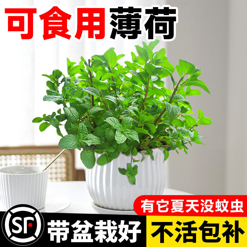 留兰香薄荷盆栽可食用种植苗驱蚊植物办公室内好养水培柠檬猫薄荷