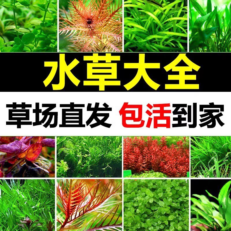 鱼缸水草植物活懒人水榕沉木莫斯真草阴性蜈蚣草增氧草缸造景
